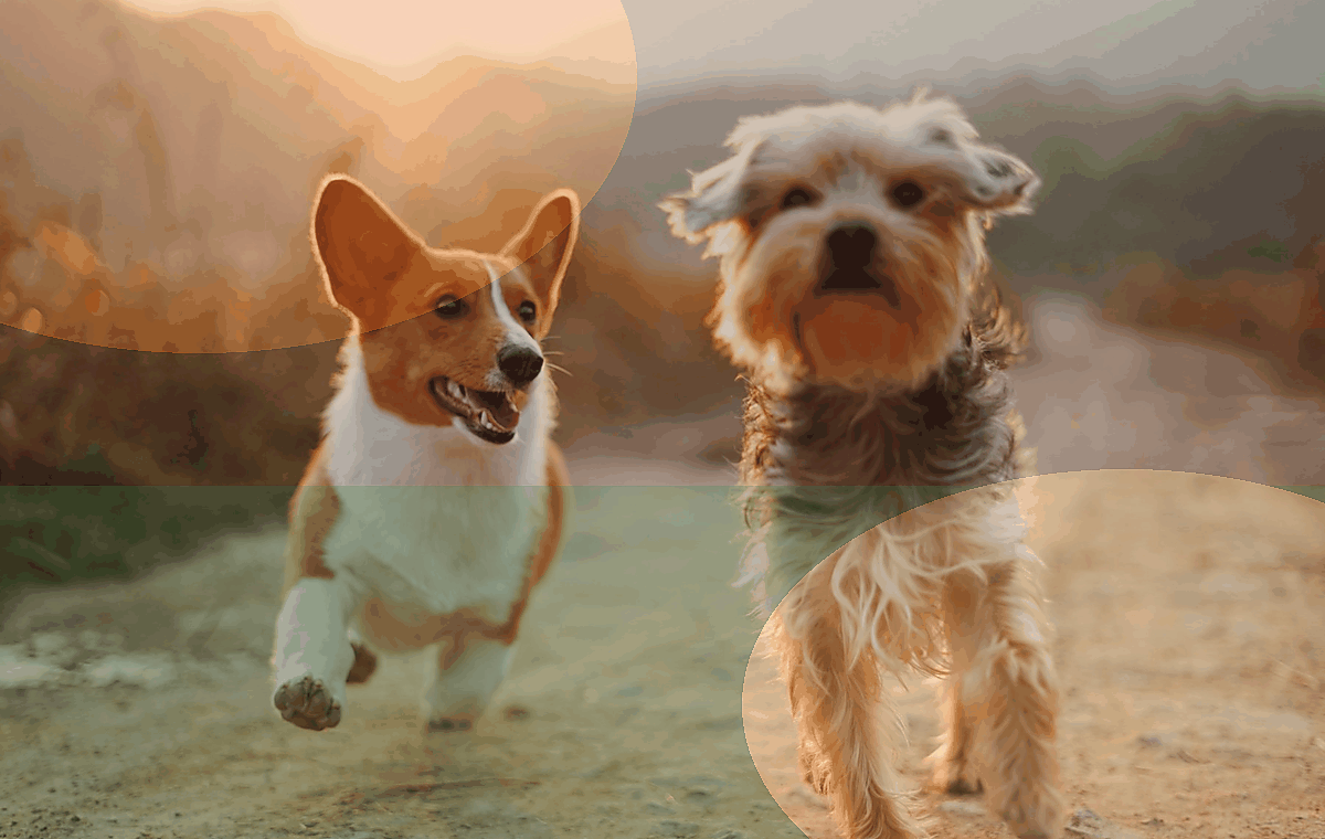 Animais exemplo 1